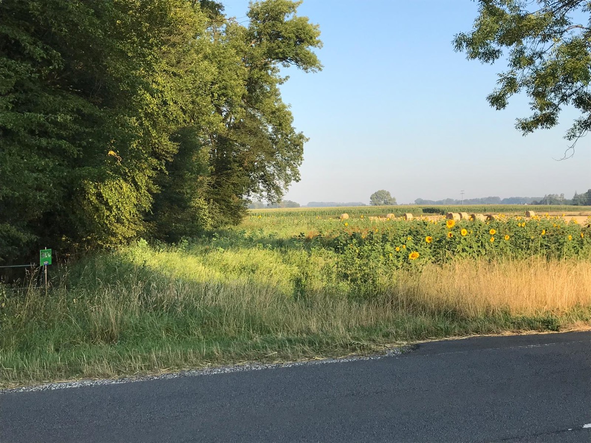 Blühstreifen im Revier Thoholte