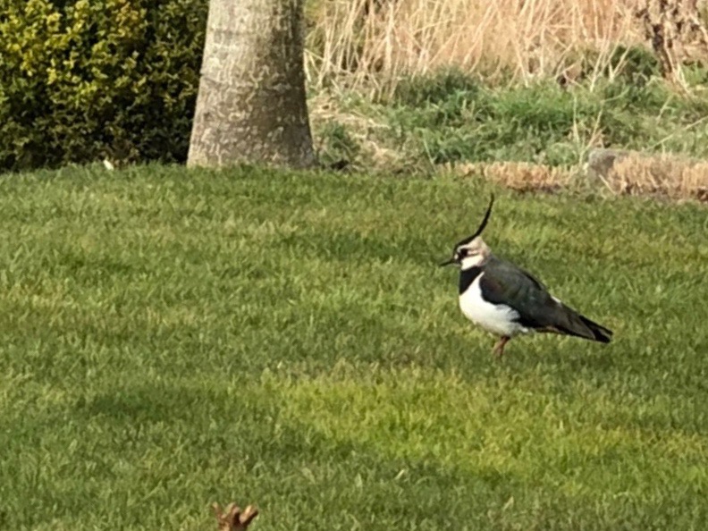 Gemeinsam für den Kiebitz