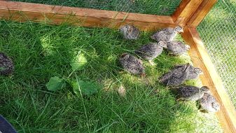 12 Rebhuhn-Küken groß gezogen