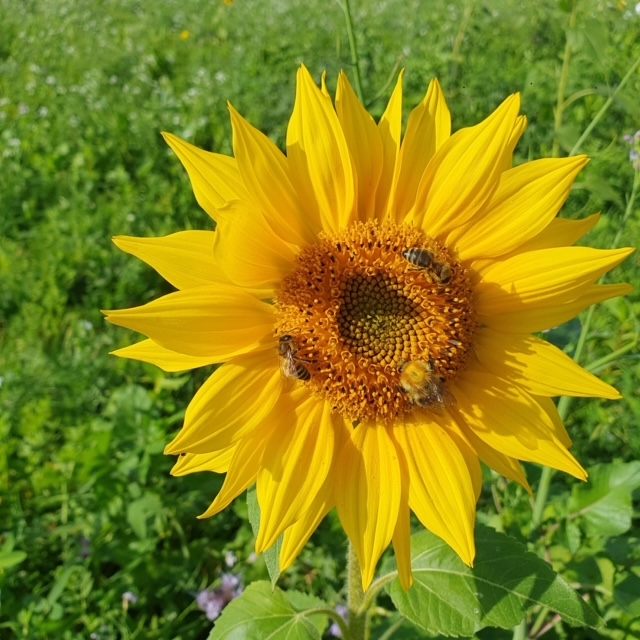 Mit Zwischenfruchtmischungen zu mehr Vielfalt im Revier