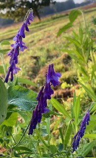 IMG_4347.jpg