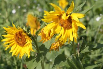 Neue Naturschutzflächen schaffen