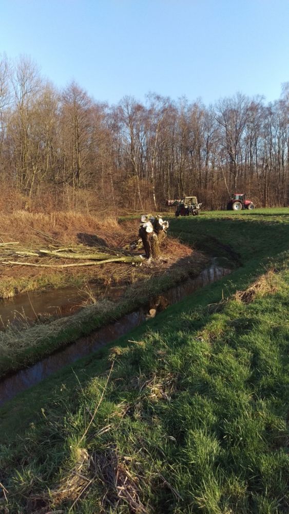 Pflege von Kopfweiden – Praktischer Naturschutz vor Ort