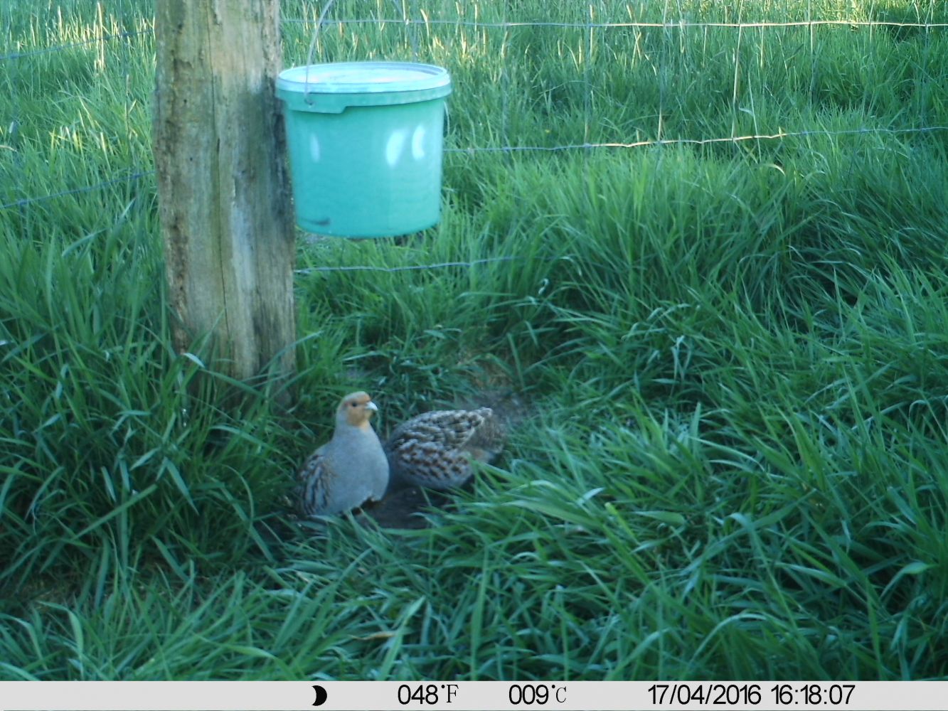 Rebhuhnaktion auch in Raestrup erfolgreich